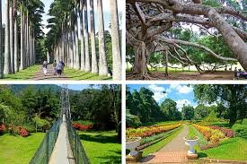 Royal Botanical Gardens, Peradeniya